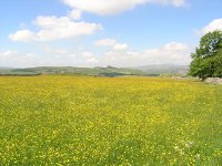 Buttercups and hay rattle